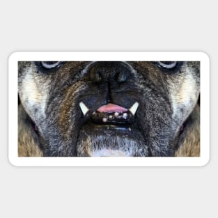 Killer Masks - Rosie The Bulldog-Two Teeth Sticker